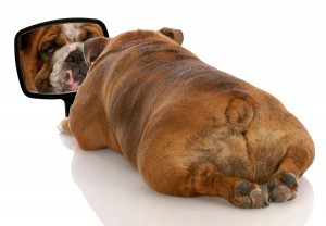Bulldog From The Backside With Mirror